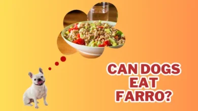 Can Dogs Eat Farro?