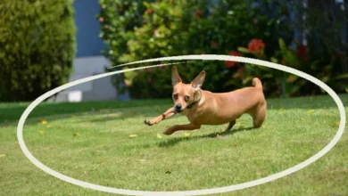 How Does an Electronic Dog Fence Benefit Your Dog