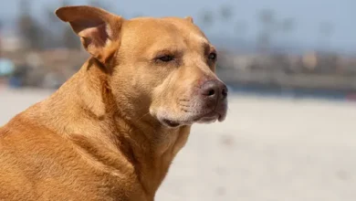 Shiba Inu Mix with Pitbull