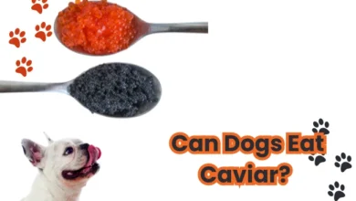 Can Dogs Eat Caviar