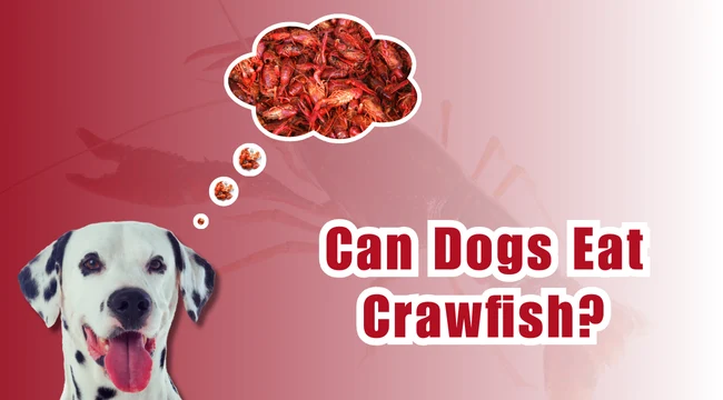 Can Dogs Eat Crawfish