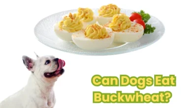 Can Dogs Eat Deviled Eggs