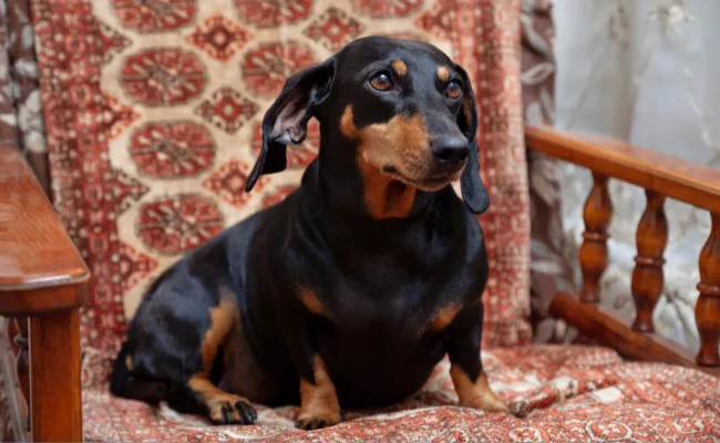 Dachshund - popular dog