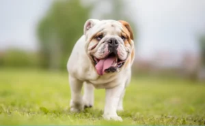 English Bulldog