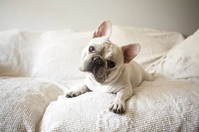 French Bulldog - most popular dog breeds