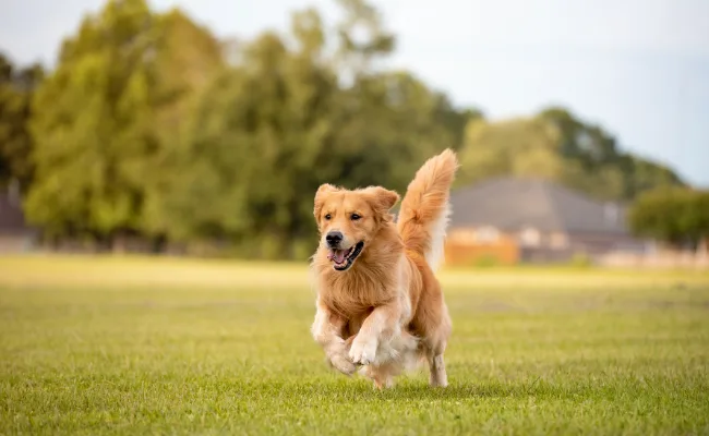 Golden Retriever