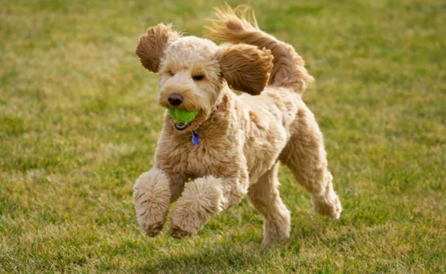 Goldendoodle