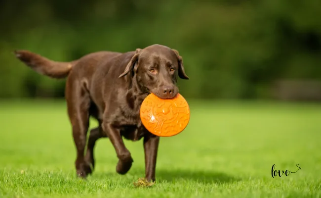 Labrador Retriever