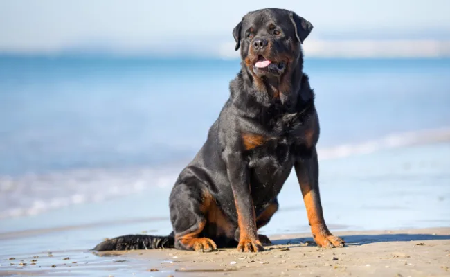 Rottweiler