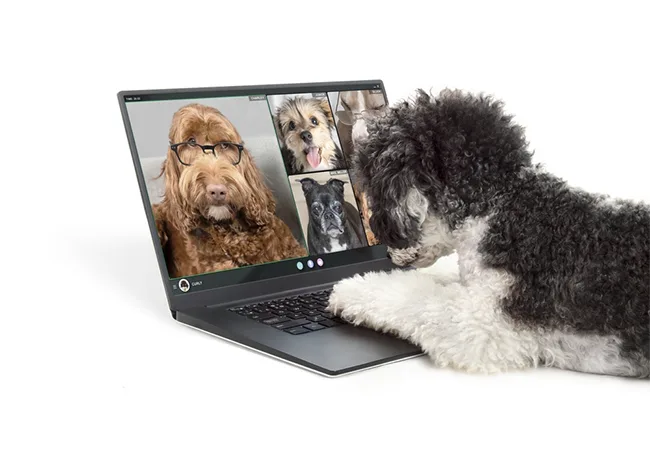Virtual Pet Training