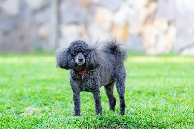 blue miniature poodle