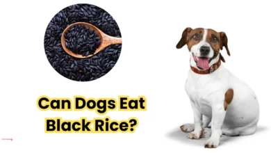 Can Dogs Eat Black Rice?
