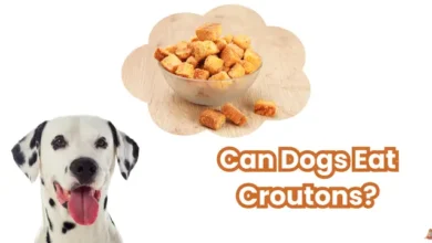 Can Dogs Eat Croutons?