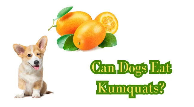 Can Dogs Eat Kumquats?