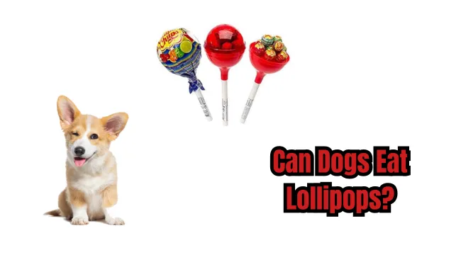 Can Dogs Eat Lollipops