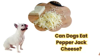 Can Dogs Eat Pepper Jack Cheese?