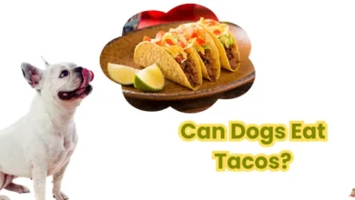 Can Dogs Eat Tacos?