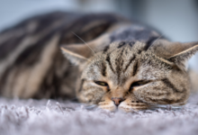 Cat Insurance: A quick guide for cat owners