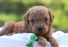 What to Look for While Choosing a Mini Goldendoodle Puppy