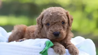 What to Look for While Choosing a Mini Goldendoodle Puppy