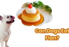 can dogs eat flan