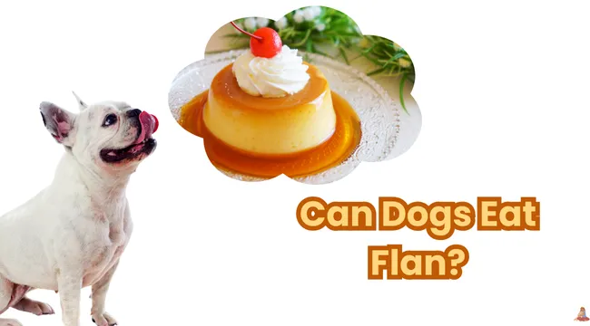 Can Dogs Eat Flan? Discover the Risks and Safe Alternatives