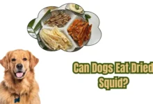 Can Dogs Eat Dried Squid