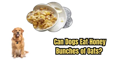 Can Dogs Eat Honey Bunches of Oats
