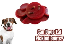 Can Dogs Eat Pickled Beets?