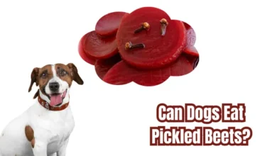 Can Dogs Eat Pickled Beets?