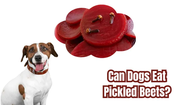 Can Dogs Eat Pickled Beets? Discover the Truth and Safe Alternatives