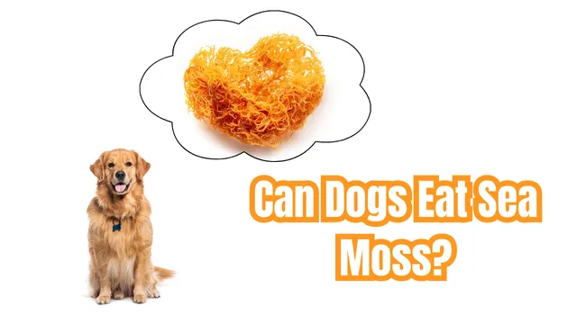 Can Dogs Eat Sea Moss