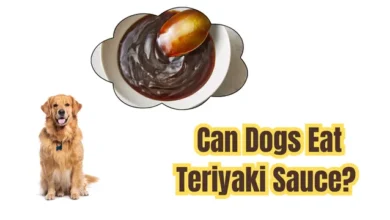 Can Dogs Eat Teriyaki Sauce?