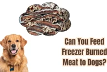 Can You Feed Freezer Burned Meat to Dogs?