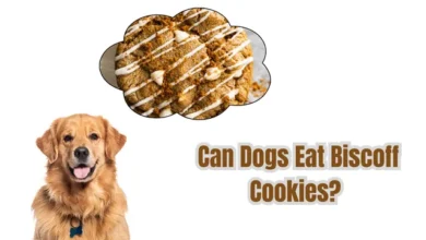 Can dogs eat Biscoff cookies