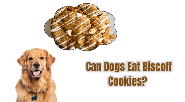 Can dogs eat Biscoff cookies