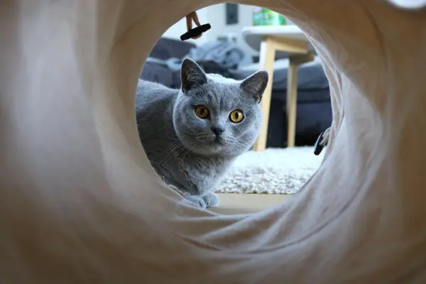 Cat cave beds