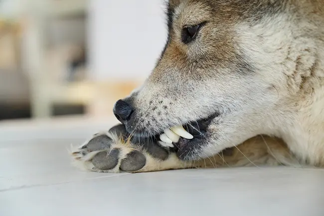 Dog Chewing Paws - Home Remedies for Dog Chewing Paws