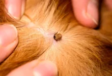 How to Treat a Tick Bite on a Dog