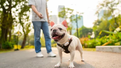 Benefits of Using a Quality Dog Harness for Your Furry Friend