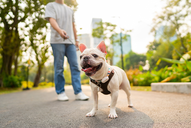 Benefits of Using a Quality Dog Harness for Your Furry Friend