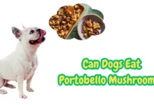 Can Dogs Eat Portobello Mushrooms?