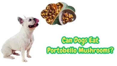 Can Dogs Eat Portobello Mushrooms?