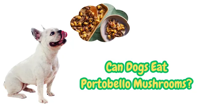 Can Dogs Eat Portobello Mushrooms?