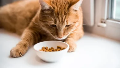 Cat Food for Cats with Allergies and Sensitivities