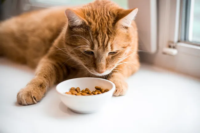 Cat Food for Cats with Allergies and Sensitivities