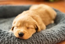 Cute Golden Retriever Puppies