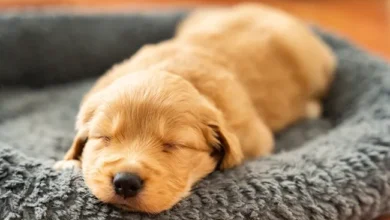 Cute Golden Retriever Puppies