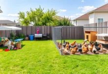 Introducing Your Dog to Backyard Chickens