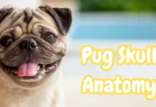 Pug Skull Anatomy